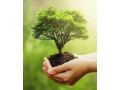 plant-a-tree-sympathy-gift-small-0